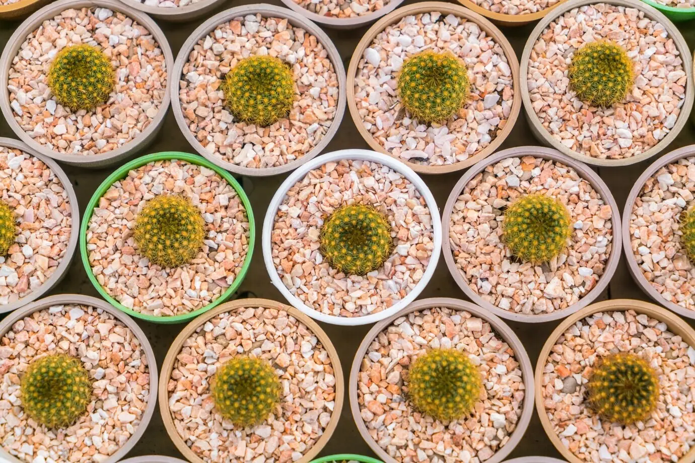 Schönes kleines Kakteenfeld.